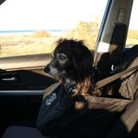 Molly Dog in car seat