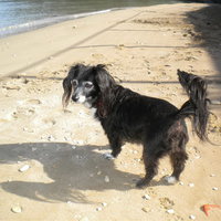 Molly Dog on Beach