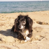 Molly Dog on Kalives Beach