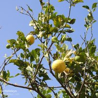 100 Almarine lemon tree