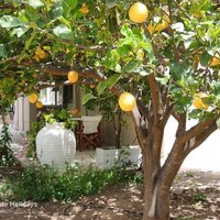 101 Almarine lemon tree and shady side terrace