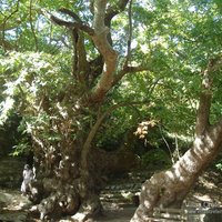2000_year_old_plane_tree_split_ in_2